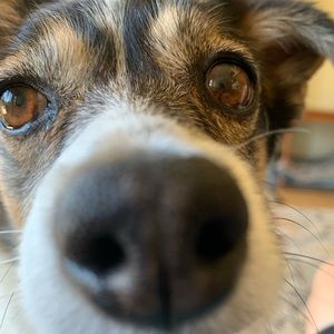 Meet your Posher, Shannon